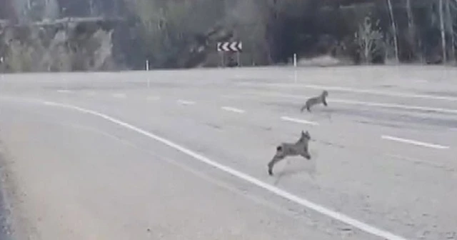 Sivas&#039;ta 3 vaşak aynı anda görüntülendi