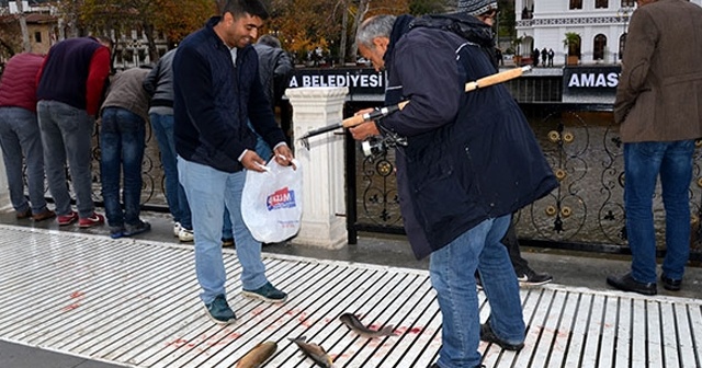 Yeşilırmak&#039;taki toplu balık ölümleri görülmeye devam ediyor