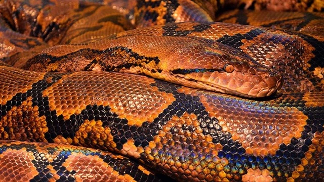 100 kilogramlık piton yakalandı