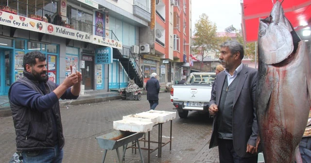 2 metrelik orkinos ve kılıç balığını görenler fotoğraf çektiriyor