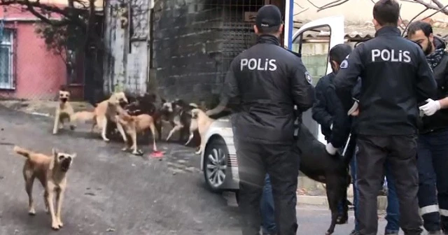 30’un üzerinde köpekle tek göz odada yaşayan kadın gözaltına alındı