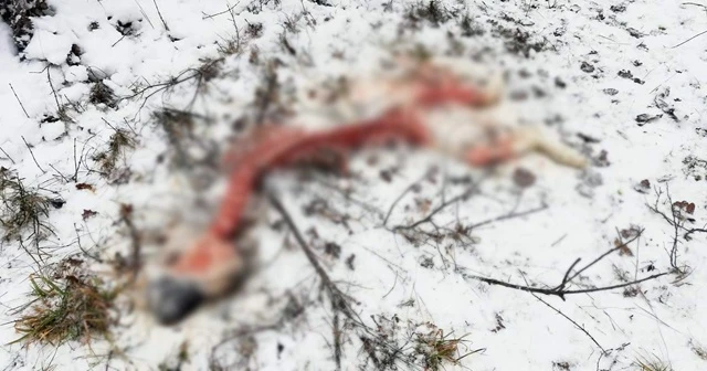 Aç kalan kurtlar çoban köpeğini parçaladı
