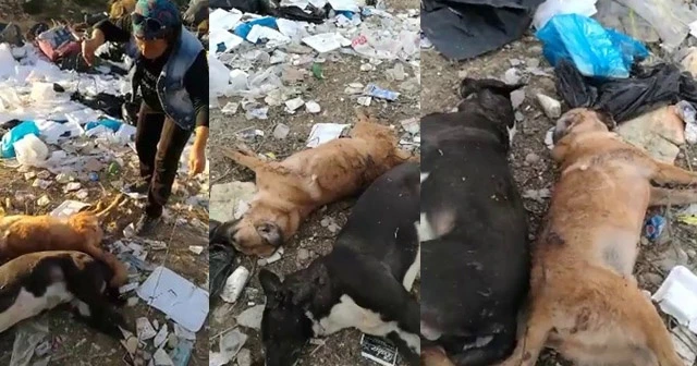 Ayakları bağlı halde ölmüş iki köpek bulundu
