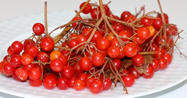 Bu meyve kansere karşı koruyor (Gilaburu meyvesi nedir? Gilaburunun faydaları nelerdir?)