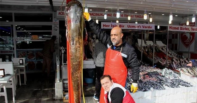 Dev balık görenleri hayrete düşürdü: 2 metre 30 santim, 103 kilo