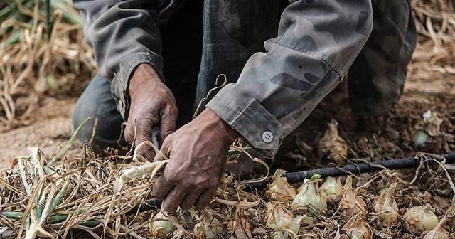 İsrail’de çalışan Taylandlı işçiler ölümle karşı karşıya