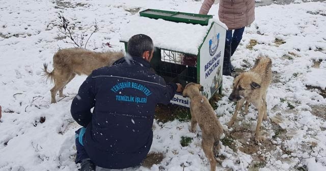 Karda aç kalan hayvanlar için belediye seferber oldu