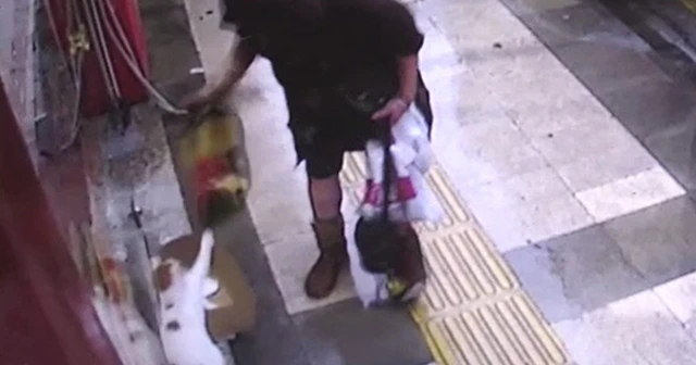 Kediye vurup battaniyesini çalan vicdansız kadın