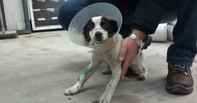 Köpeği ezip kaçtı denmişti, helallik için sahibine döndü