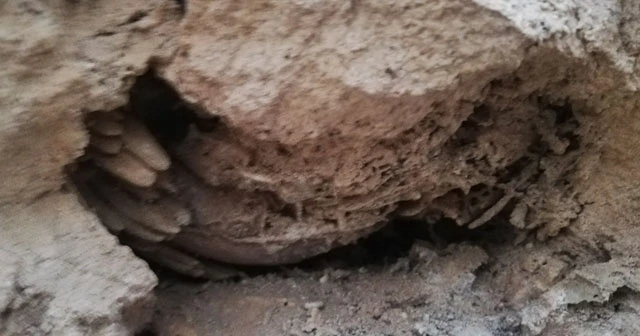 Mardin’de bulunan fosiller için inceleme başlatıldı