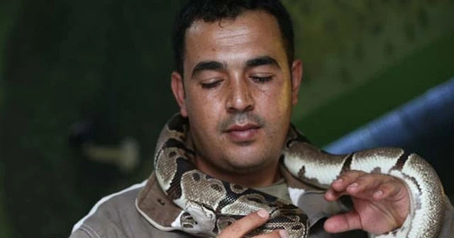 Mesleğini bıraktı, yılan bakıcısı oldu