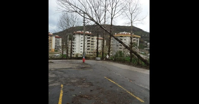 Rüzgara dayanamayan ağaç elektrik tellerine dayandı