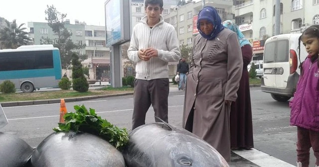 Şanlıurfa'da balıkları gören vatandaşlar şaşırdı