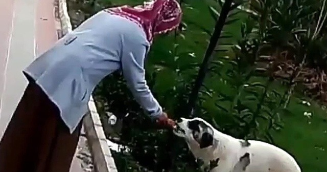 Simidini sokak köpeğiyle paylaştı