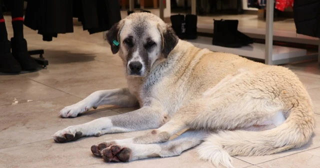 Soğukta üşüyen köpekler mağazada ısınıyor