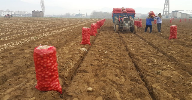 Tarlada 1 lira 50 kuruş olan patates markette 4 lira