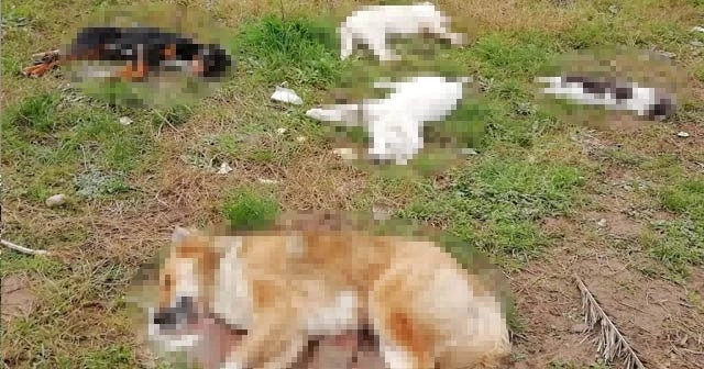 Trabzon’da sokakta yaşayan 8 köpek ve 2 kedi ölü bulundu