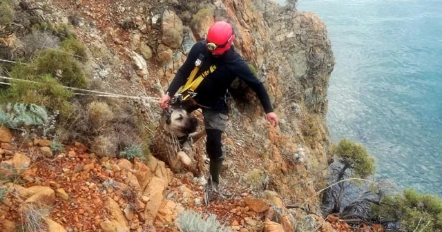 Uçurumda mahsur kalan  köpeğİ  AKUT kurtardı