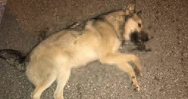 Vicdansız sürücü, köpeğe çarpıp arkasına bakmadan kaçtı