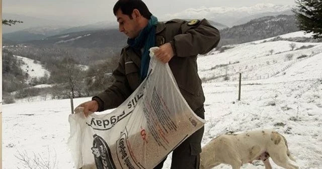 Yaban hayvanları için dağlara yiyecek bırakıldı