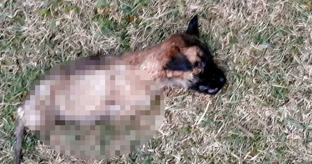 Yavru köpeğe yapılan kan dondurdu