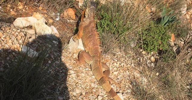 Yol ortasında dev kertenkeleyi görenler şoke oldu