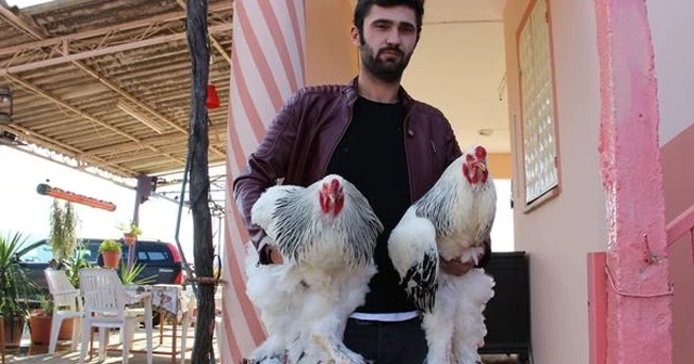 Yumurtası 40 lira, kendisi 2 bin lira
