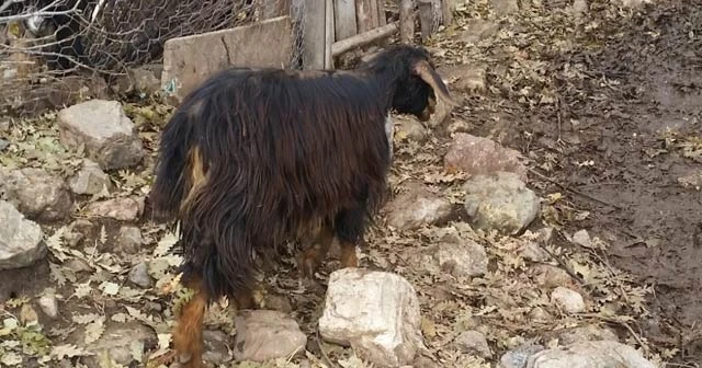 Aç kurtlar girdikleri ahırda 16 keçiyi telef etti