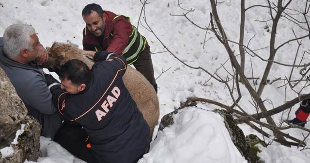 AFAD, bu kez hasta dağ keçisi için seferber oldu