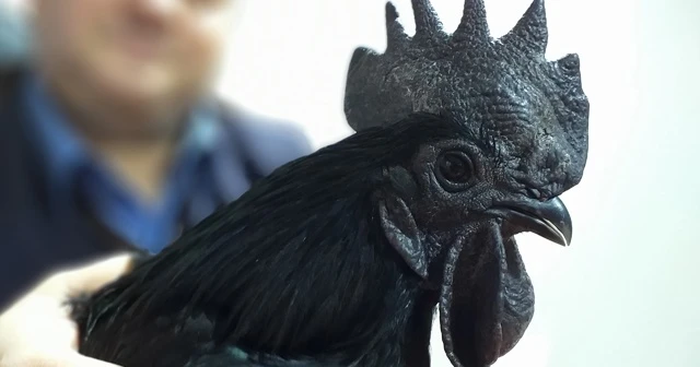 Bu tavuğun kanı hariç her yeri simsiyah