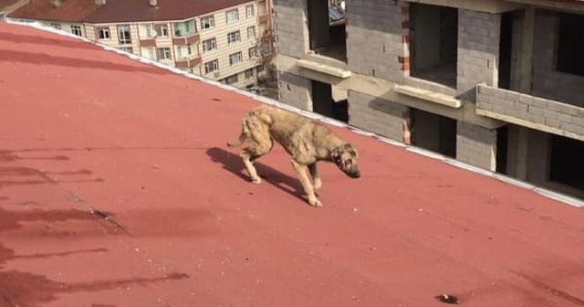 Çatıda mahsur kalan köpek kurtarıldı