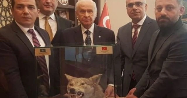Devlet Bahçeli'ye doğum gününde kurt kafası hediyesi
