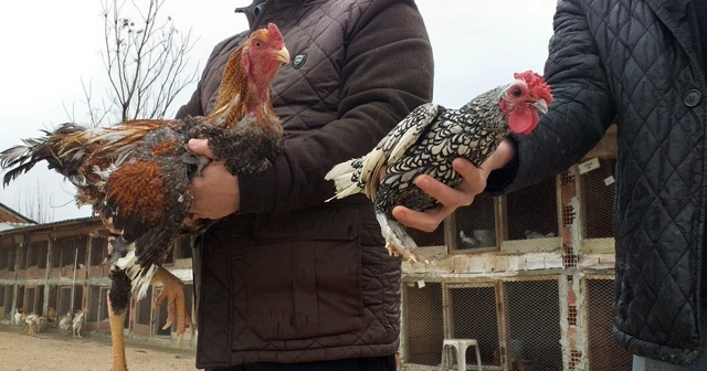 Dünyanın en büyük tavuğunu yetiştirdi, siparişlere yetişemiyor