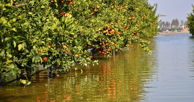 Gölovası'na dönen Çukurova'da kayıkla mandalina hasadı