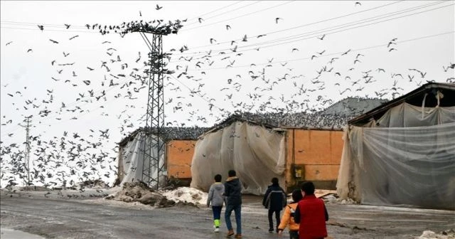 Harçlıklarıyla sokak hayvanlarına yiyecek aldılar