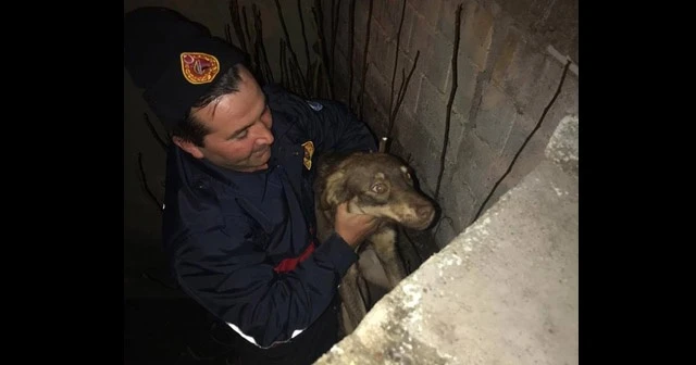 İçi su dolu çukura düşen köpeği itfaiye kurtardı