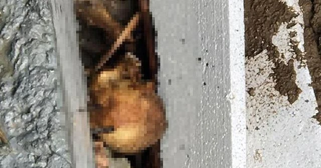 İnşaat kazısında insan kemikleri bulundu