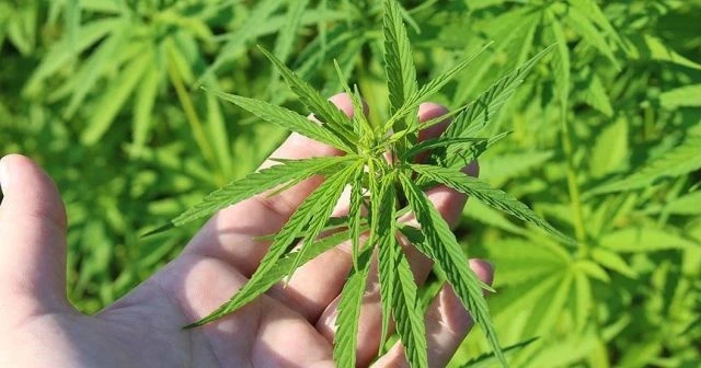 Kenevir üretiminde yeni döneme giriliyor