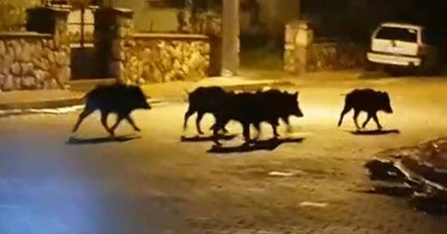 Milas'ta aç kalan domuzlar şehre indi
