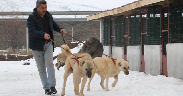 Sivas kangalı, İspanya’da Türkiye’yi temsil edecek