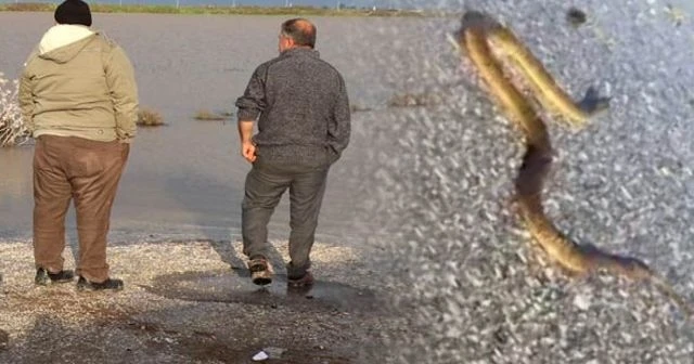 Sular çekildi kabus başladı! Her yeri yılanlar sardı...