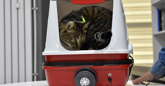 Yaptıkları 'kedi tuvaleti' için patent başvurusu yaptı