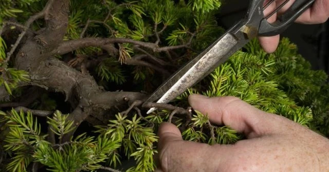 400 yıllık bonsai ağaçları çalınan Japon çiftten hırsızlara mesaj