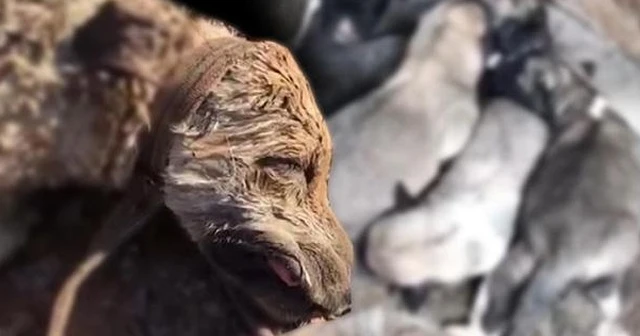 8 yavrusu olan köpeği öldürdüler