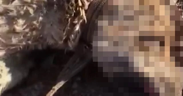 8 yavrusu olan köpek silahla vurularak öldürüldü