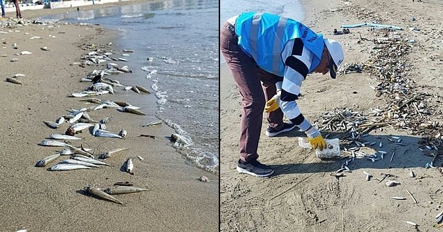 Alanya&#039;da sahile ölü gümüş balıkları vurdu