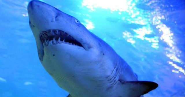 Avustralya&#039;da sahilde sörf yapan kişi köpek balığı saldırısına uğradı