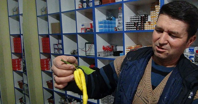 Biber görünümlü limon hayrete düşürüyor