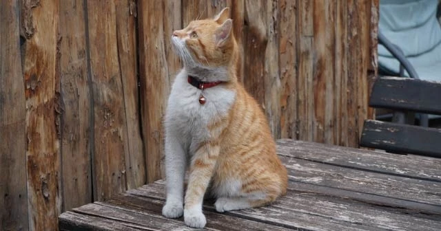 Bu kedi başka kedi! Sabah sporu yapıyor, haber izliyor