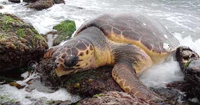 Çanakkale'de sahilde bulunan caretta caretta koruma altına alındı